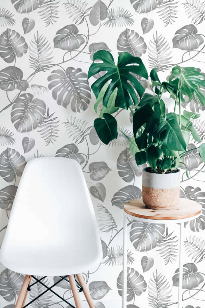 Monstera Leaf Home Plant On Table Portrait Background