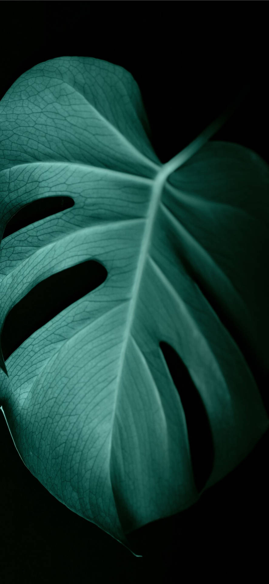 Monstera Leaf Leaves Iphone Background