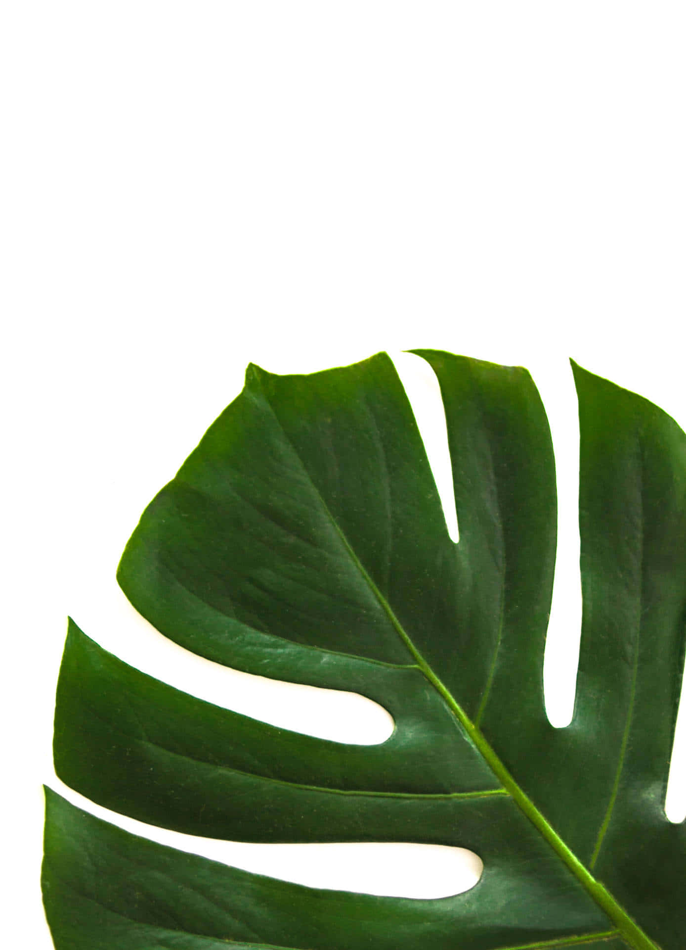 Monstera Leaf Minimalist Green Background