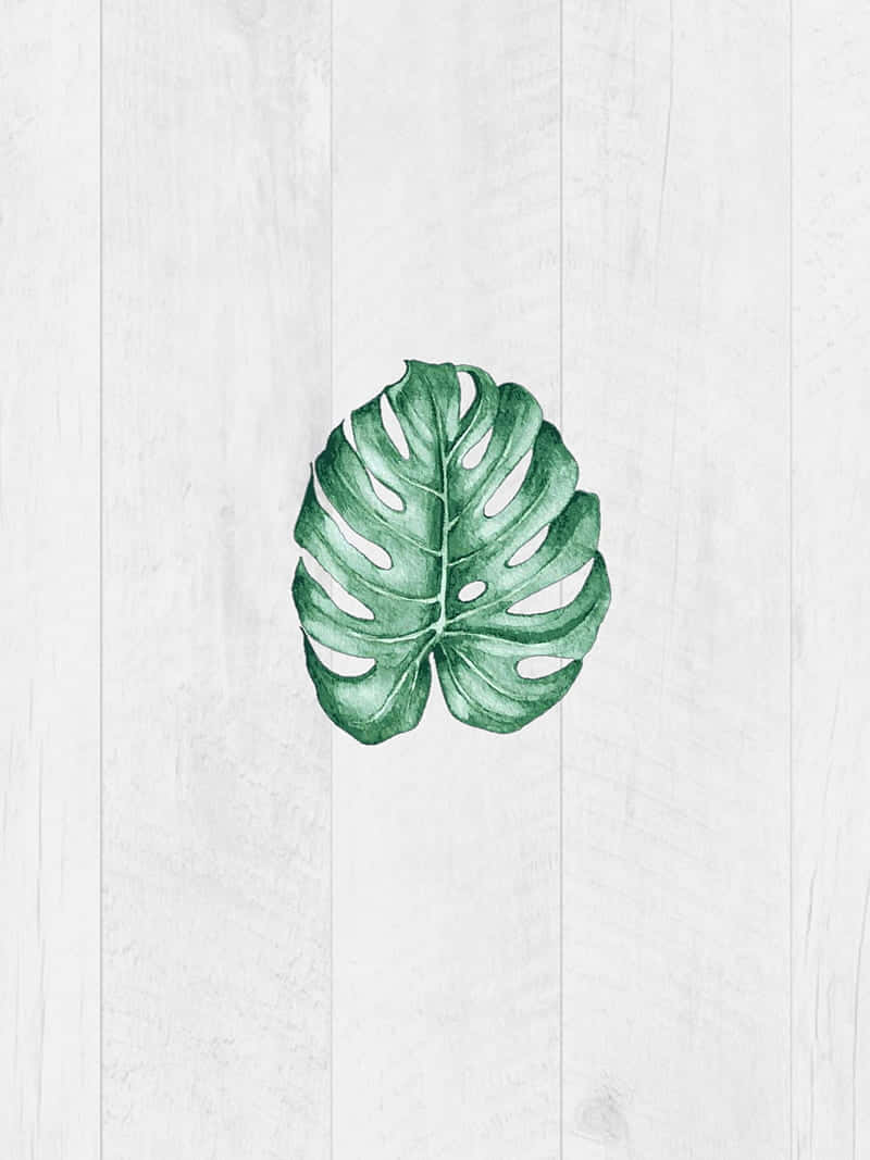 Monstera Leaf On White Planks Minimal Background