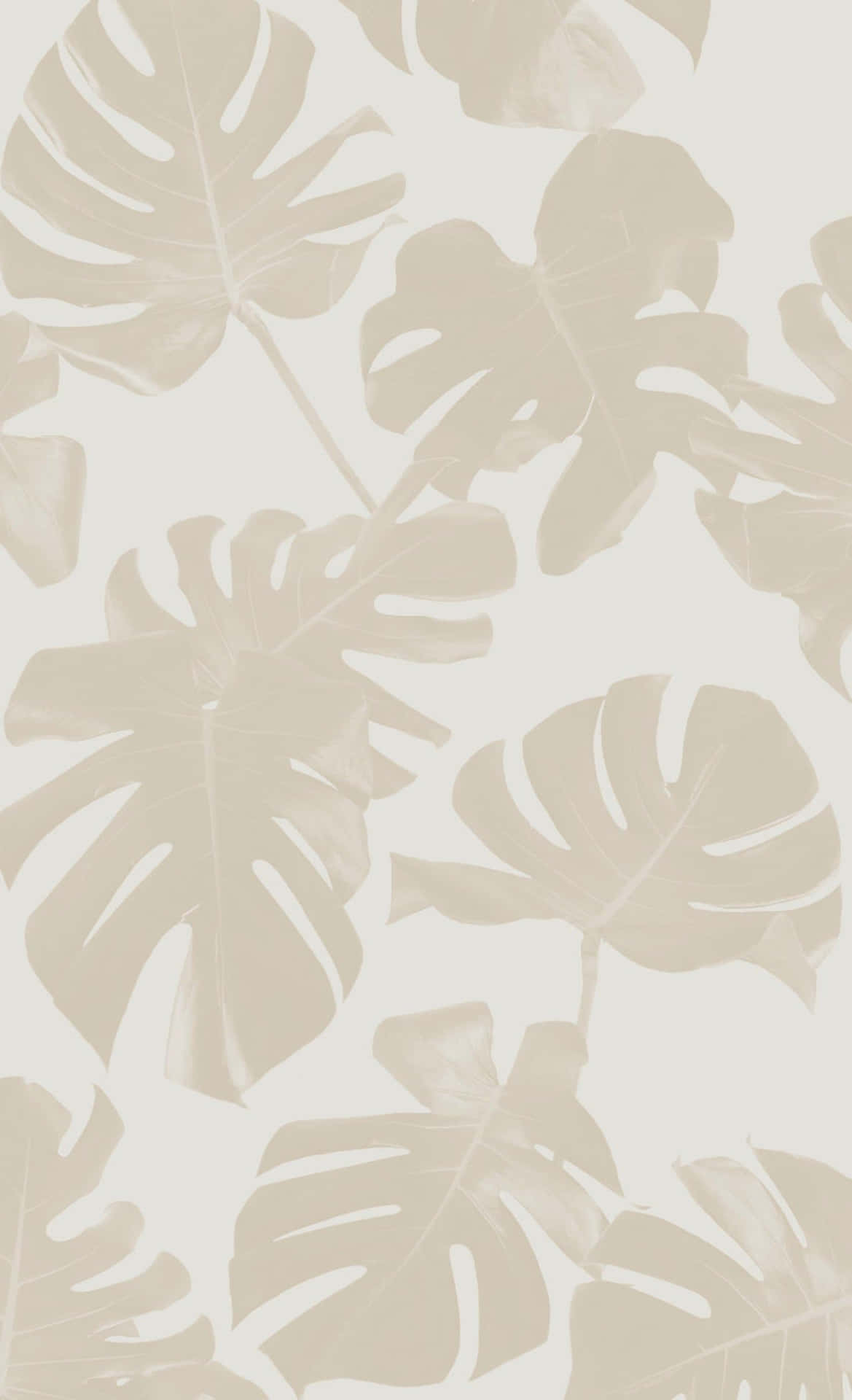 Monstera Leaves Beige Aesthetic Illustration Background