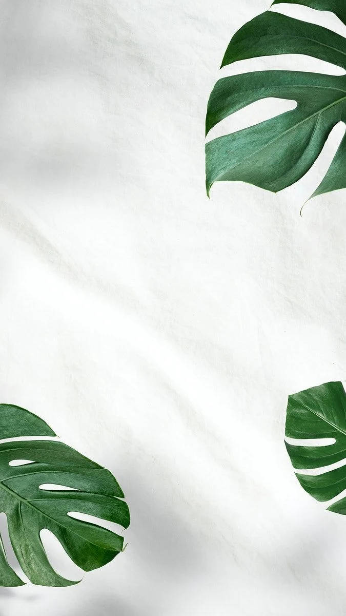 Monstera Leaves Green And White Aesthetic Background