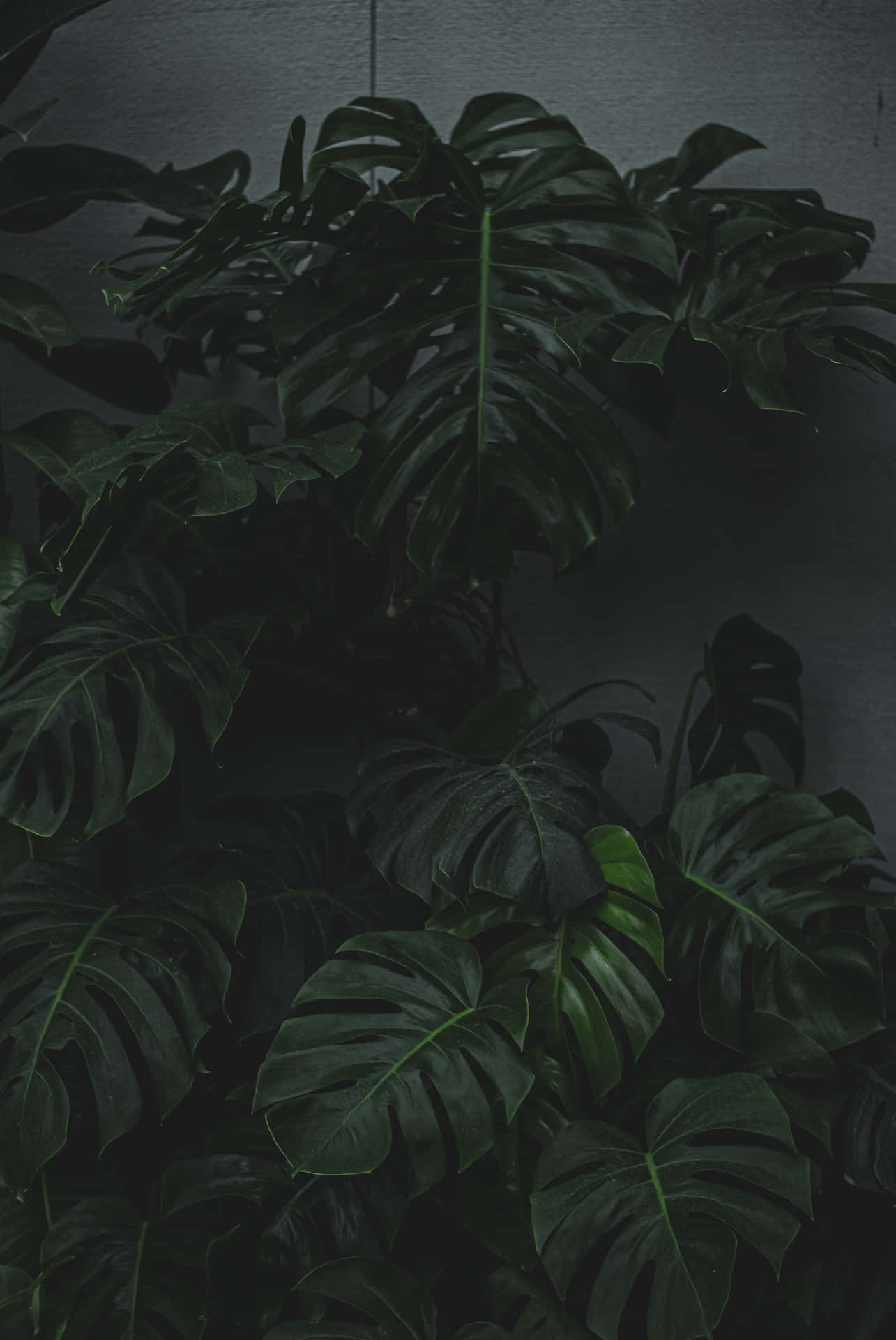 Monstera Leaves In Moody Tone