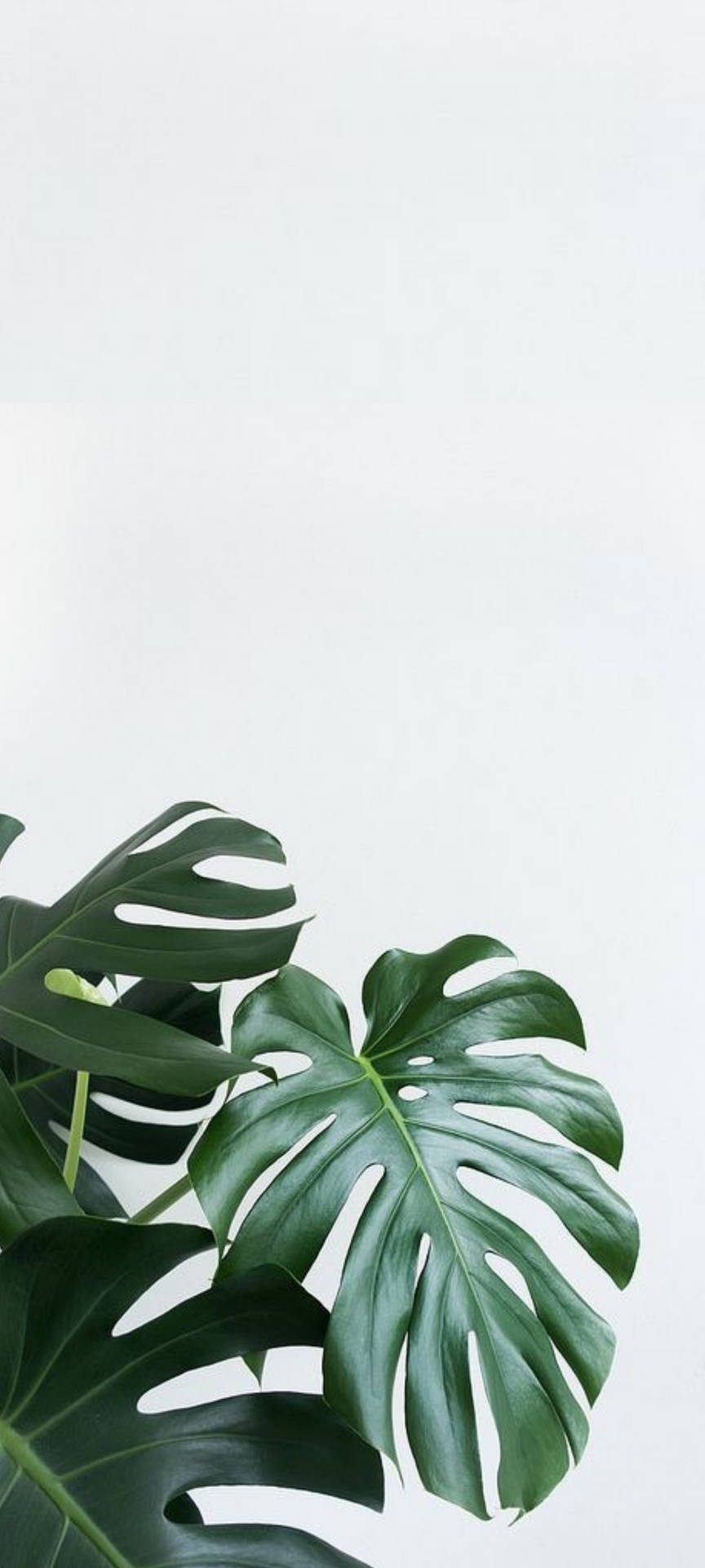 Monstera Leaves Iphone Background