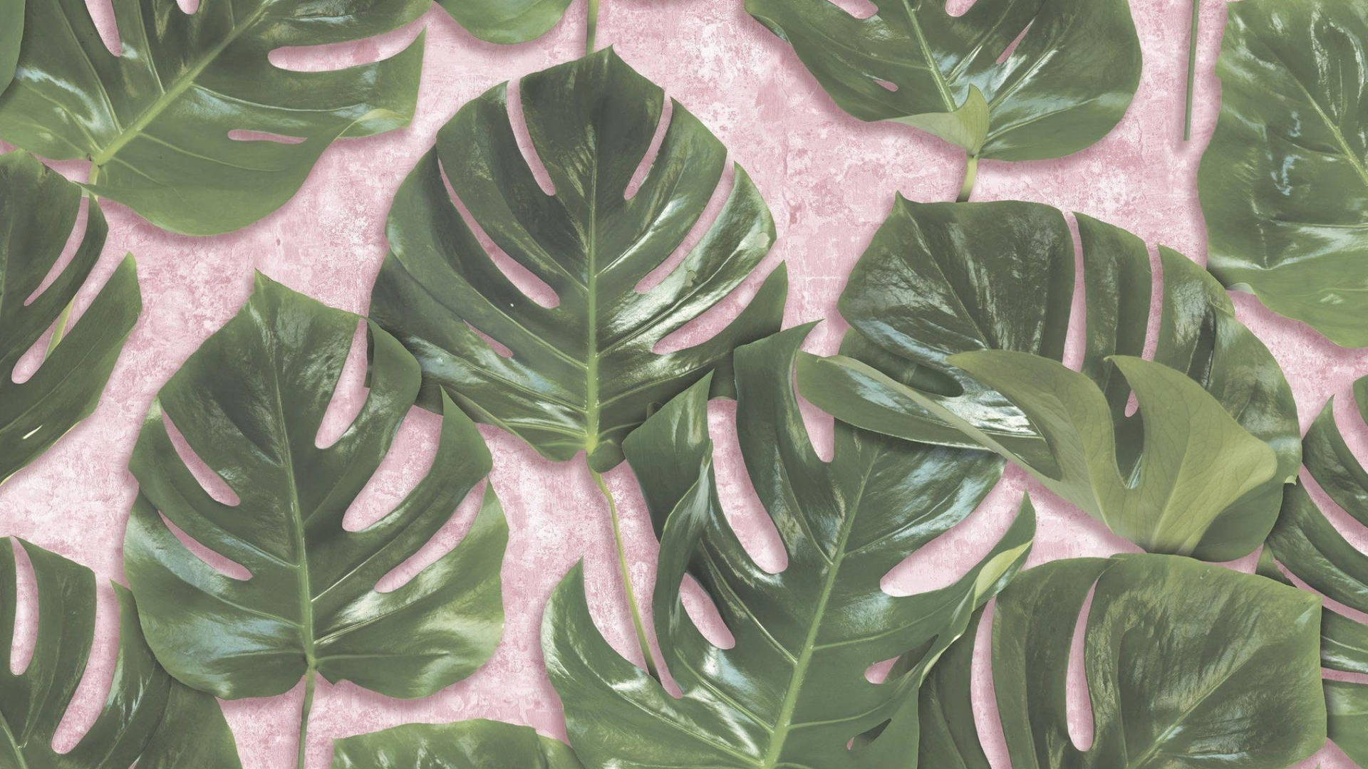 Monstera Leaves Pink Surface Background