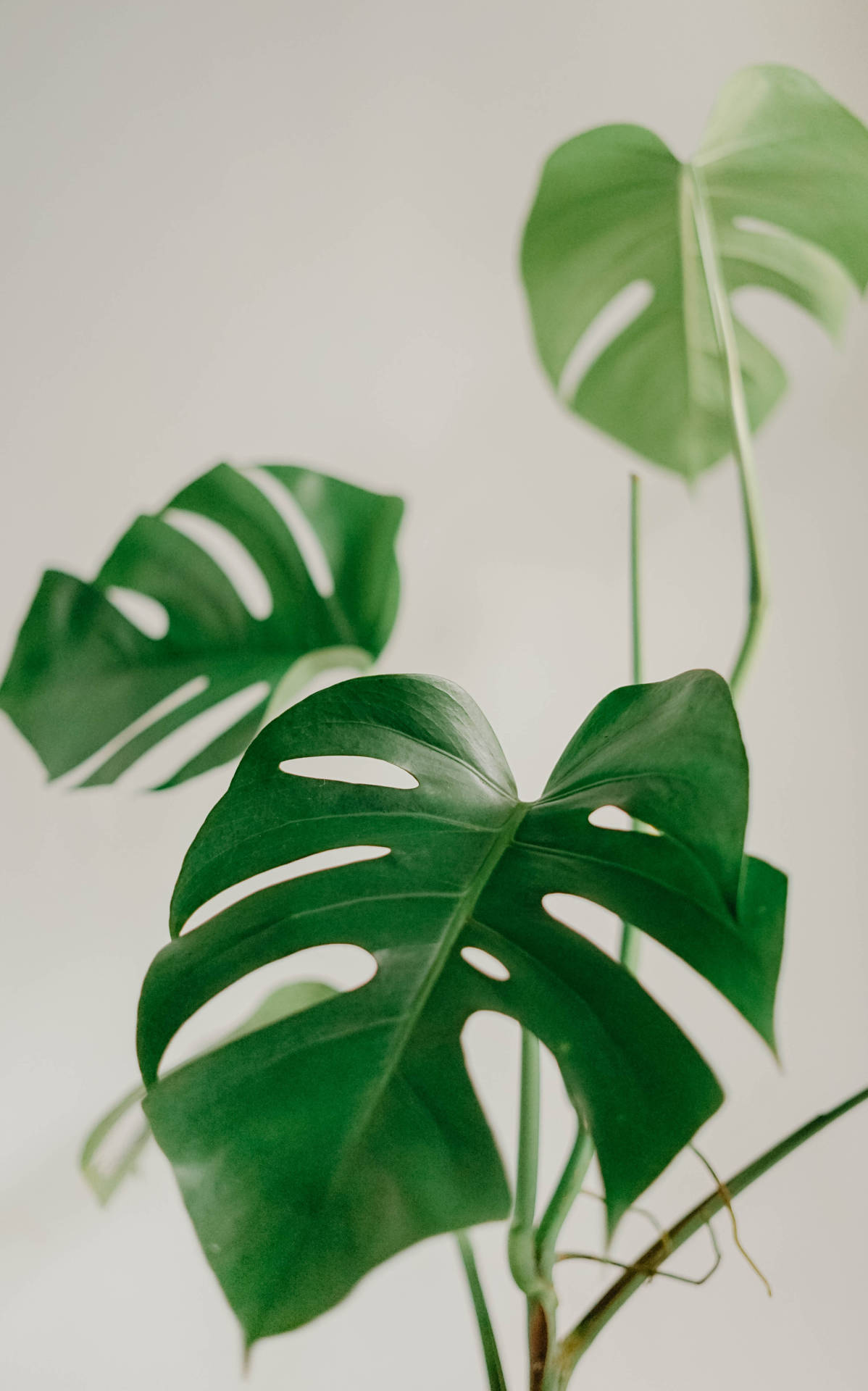 Monstera Leaves Plant Aesthetic Background