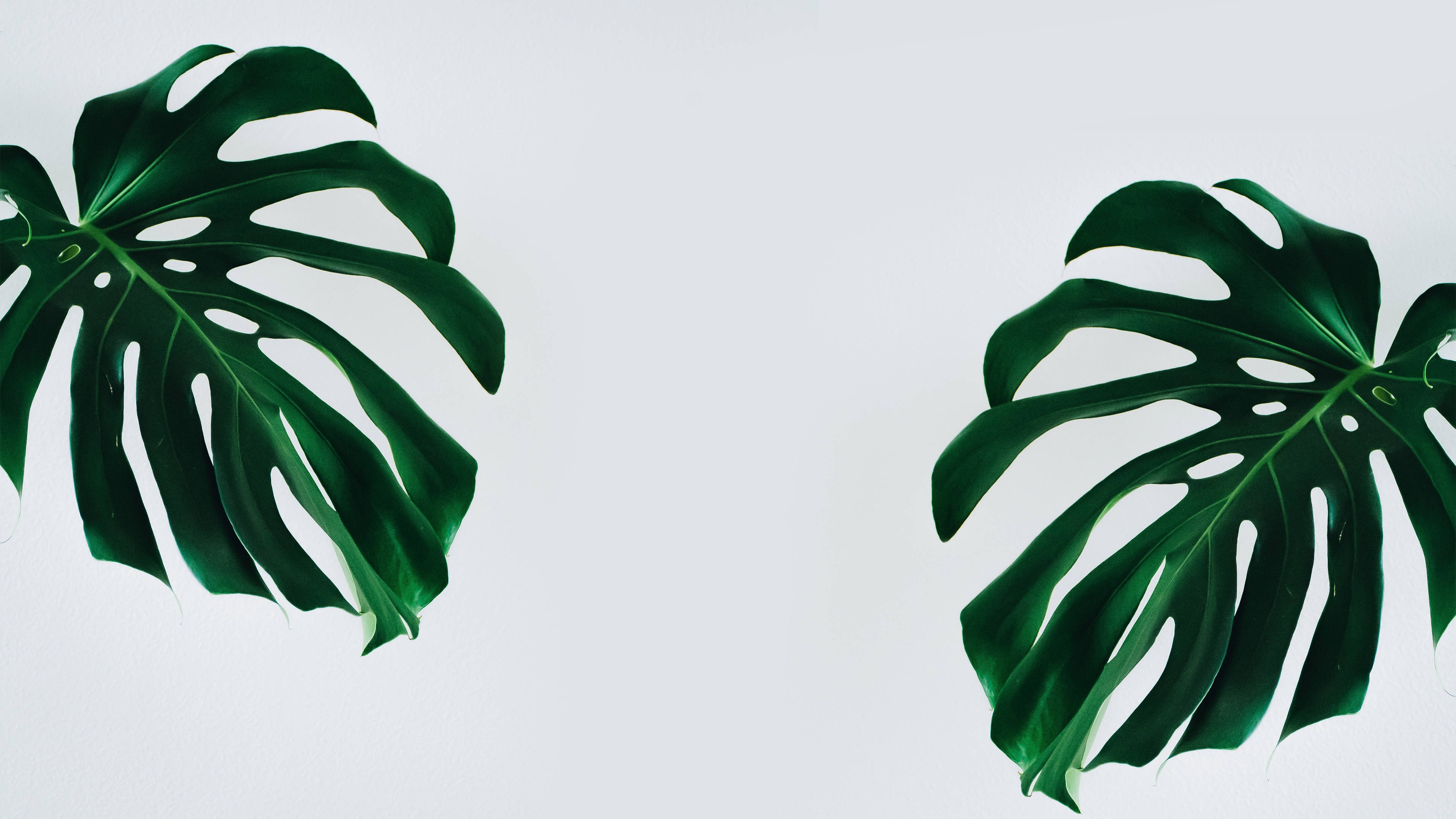 Monstera Minimalist Plant Leaves