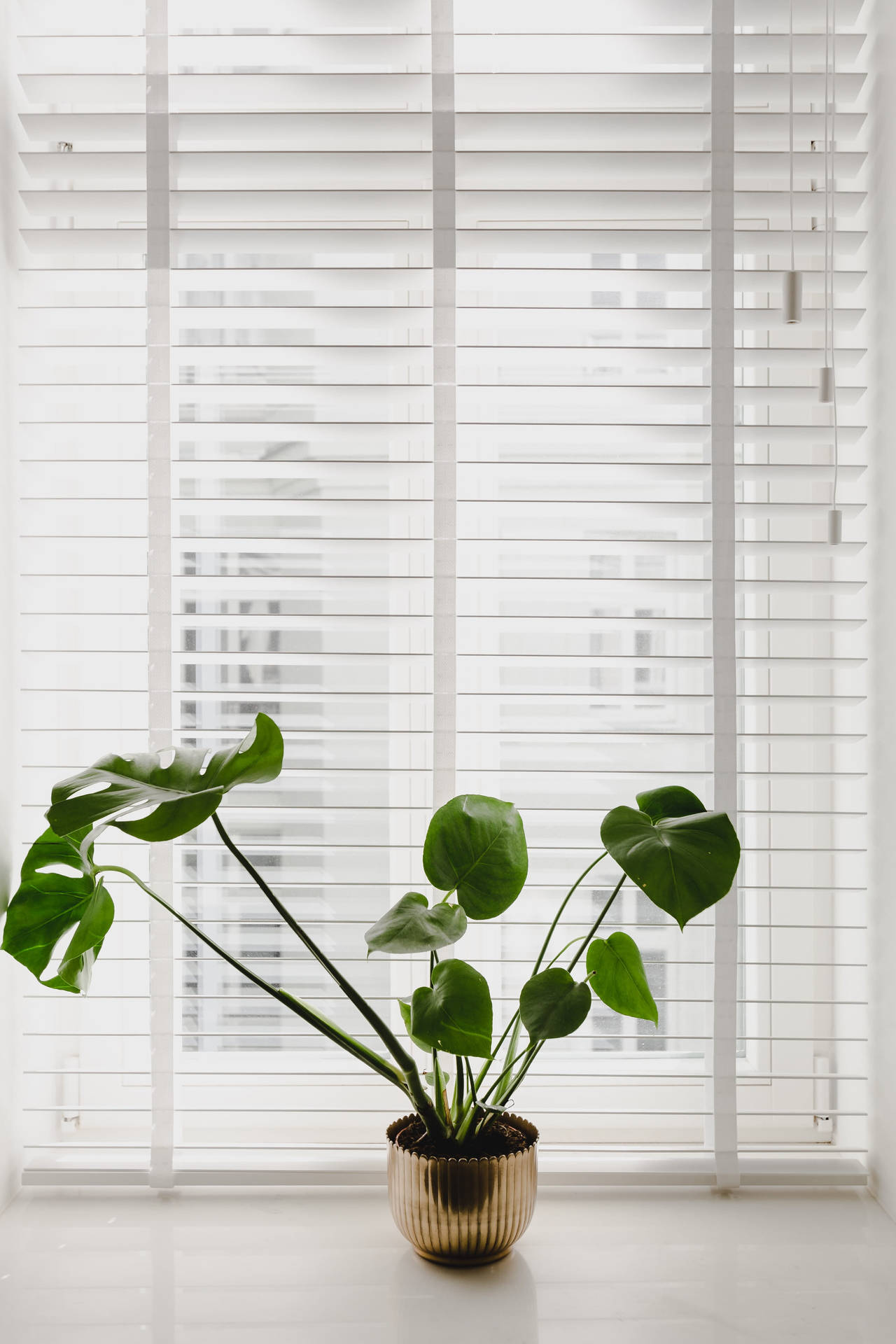 Monstera Plant 4k Background With Window Background