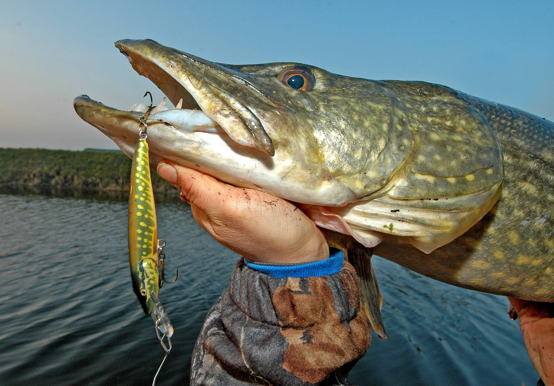 Monstrous Pike Fish Background