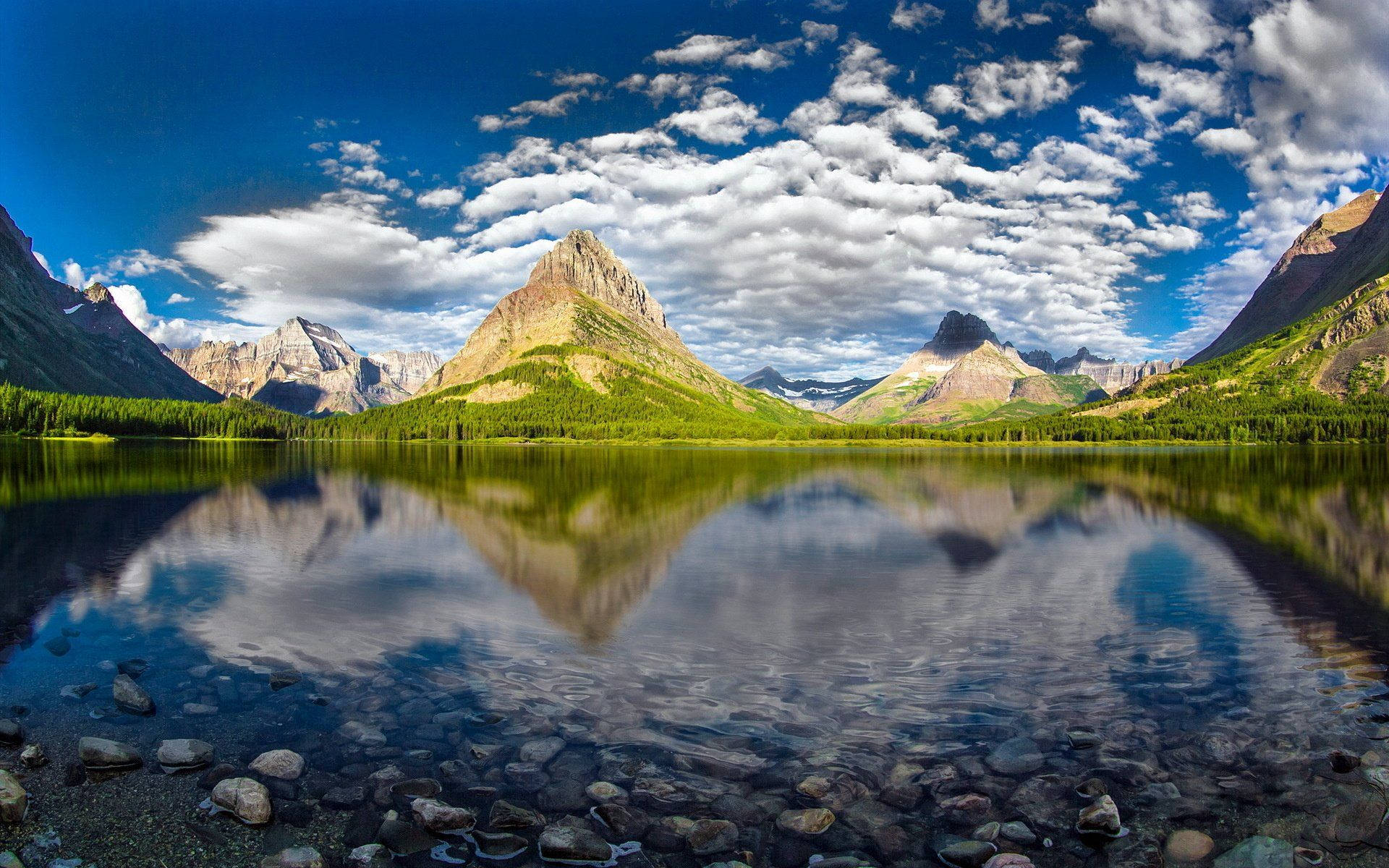 Montana Green Woods Background