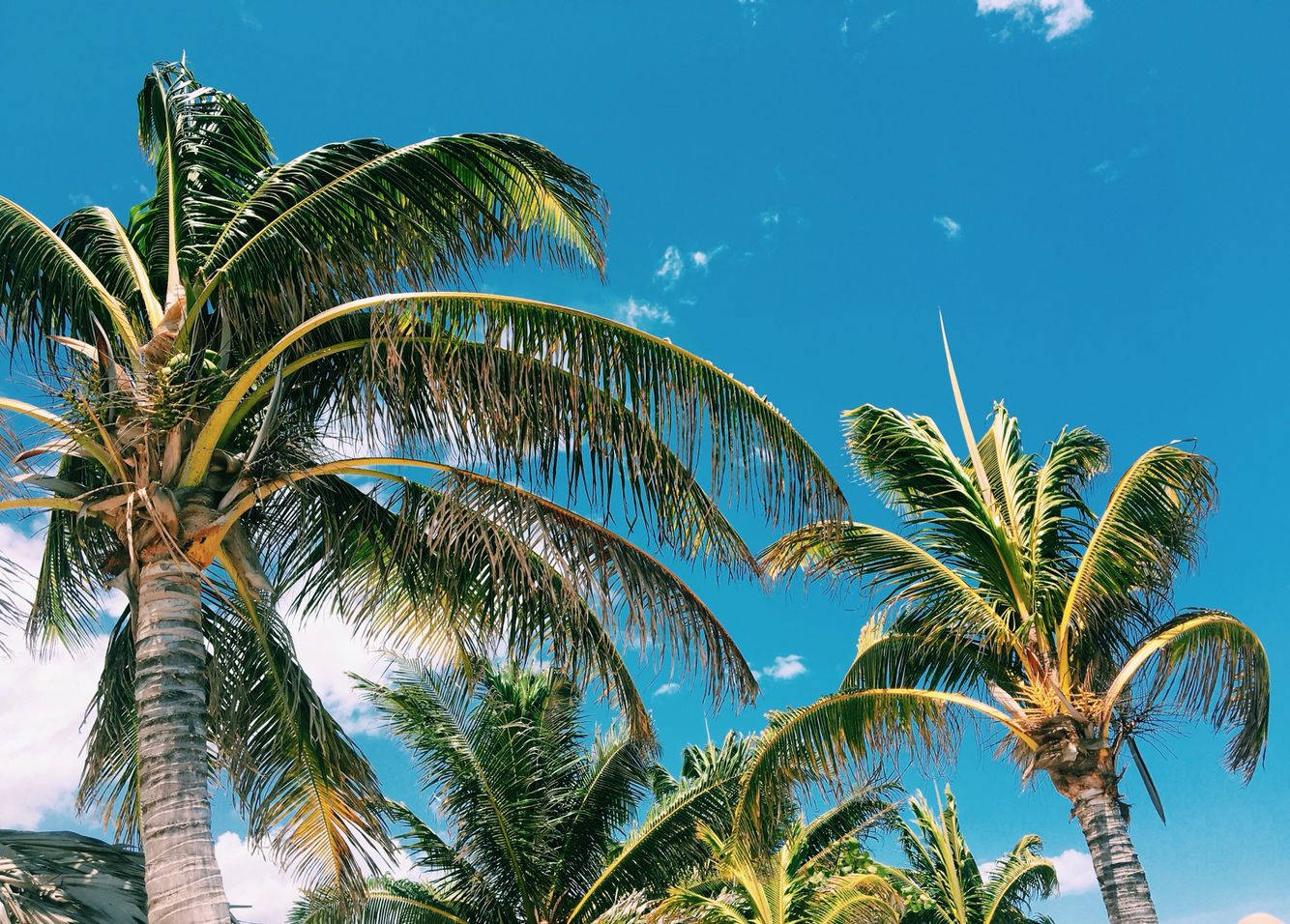 Montego Bay Tropical Trees