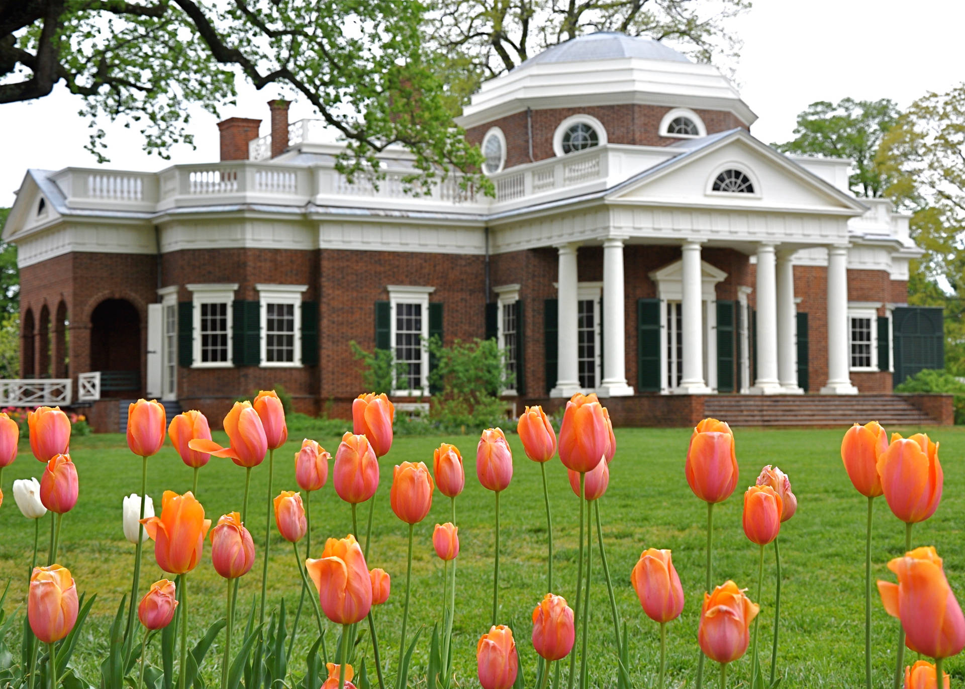 Monticello And Tulips Background