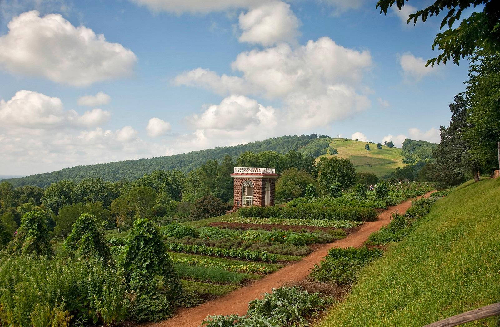 Monticello Plantation Rows