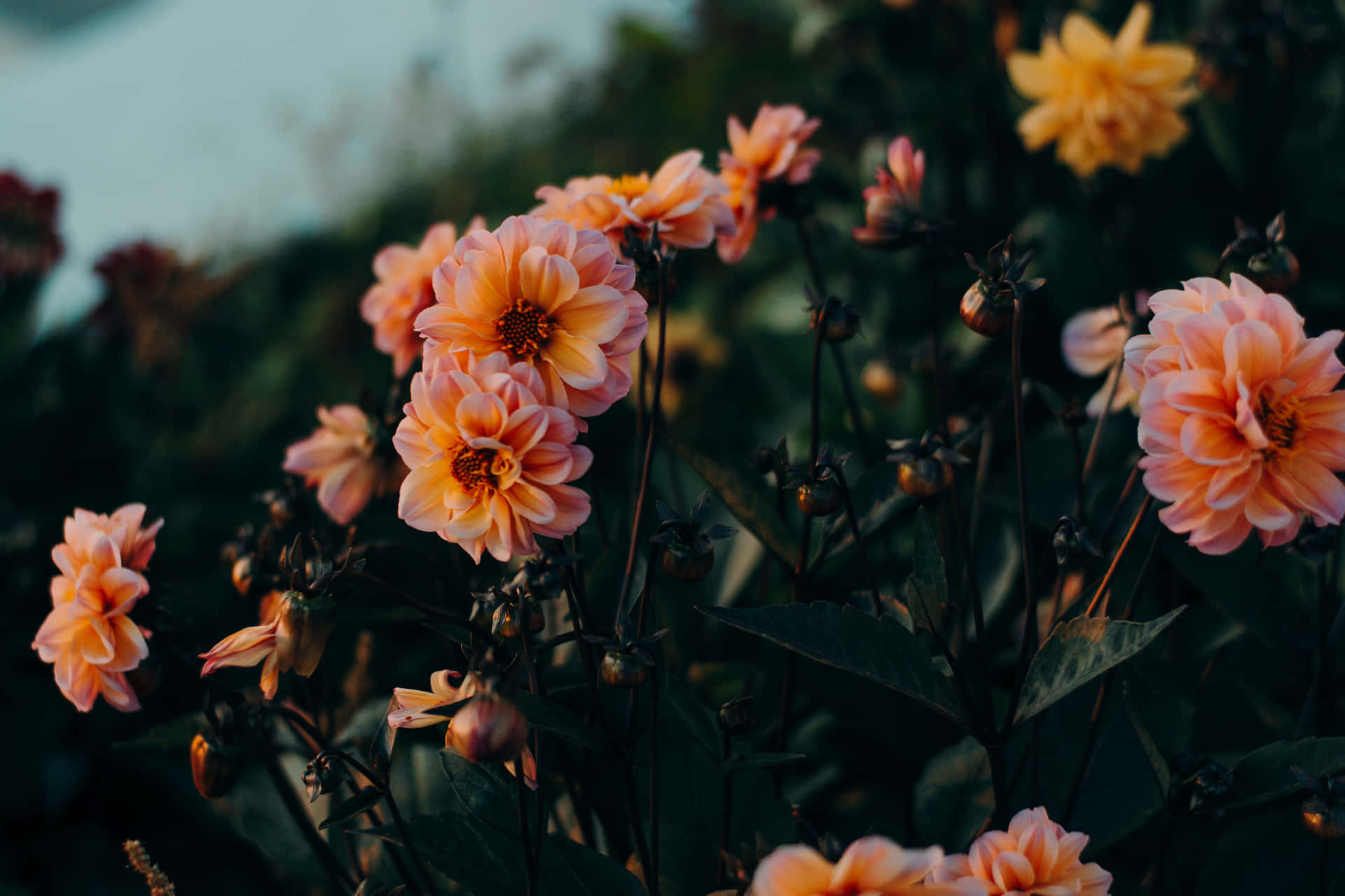 Moody Dahlia Flowers Background