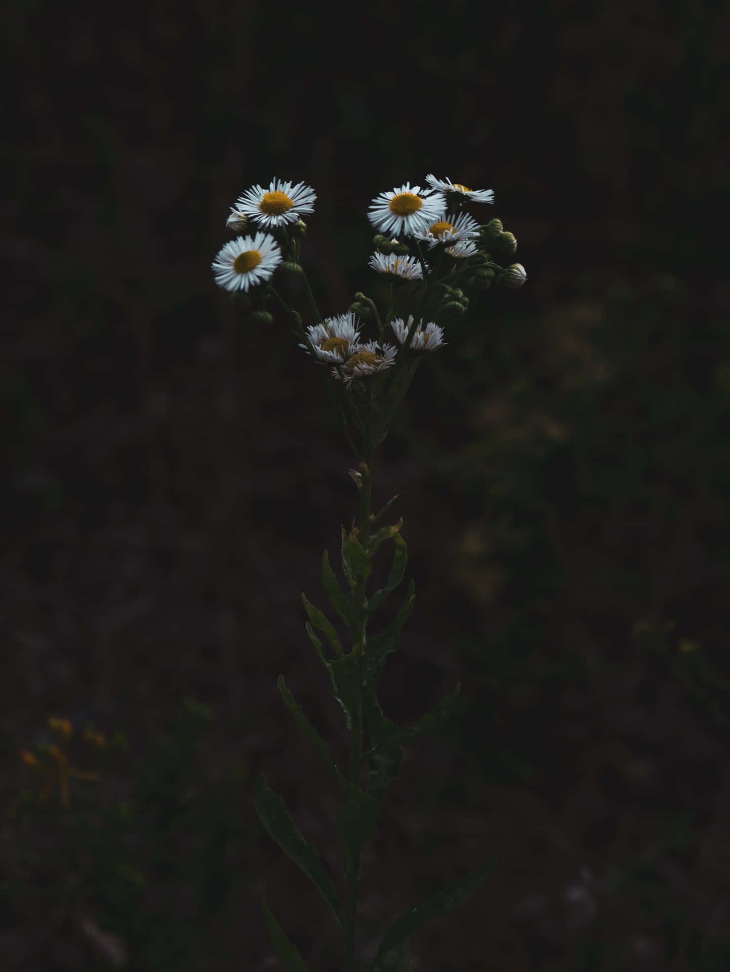 Moody Daisies Phone Background