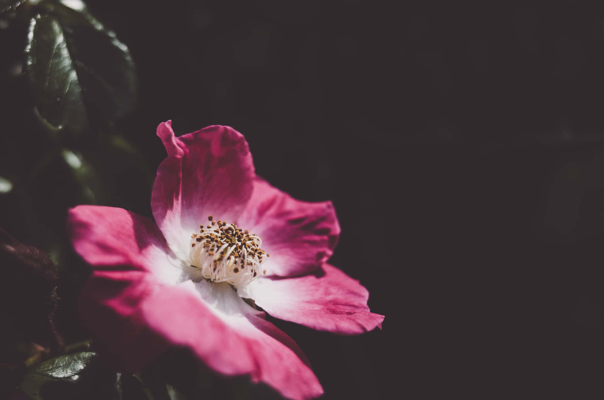 Moody Dog Rose Landscape Background