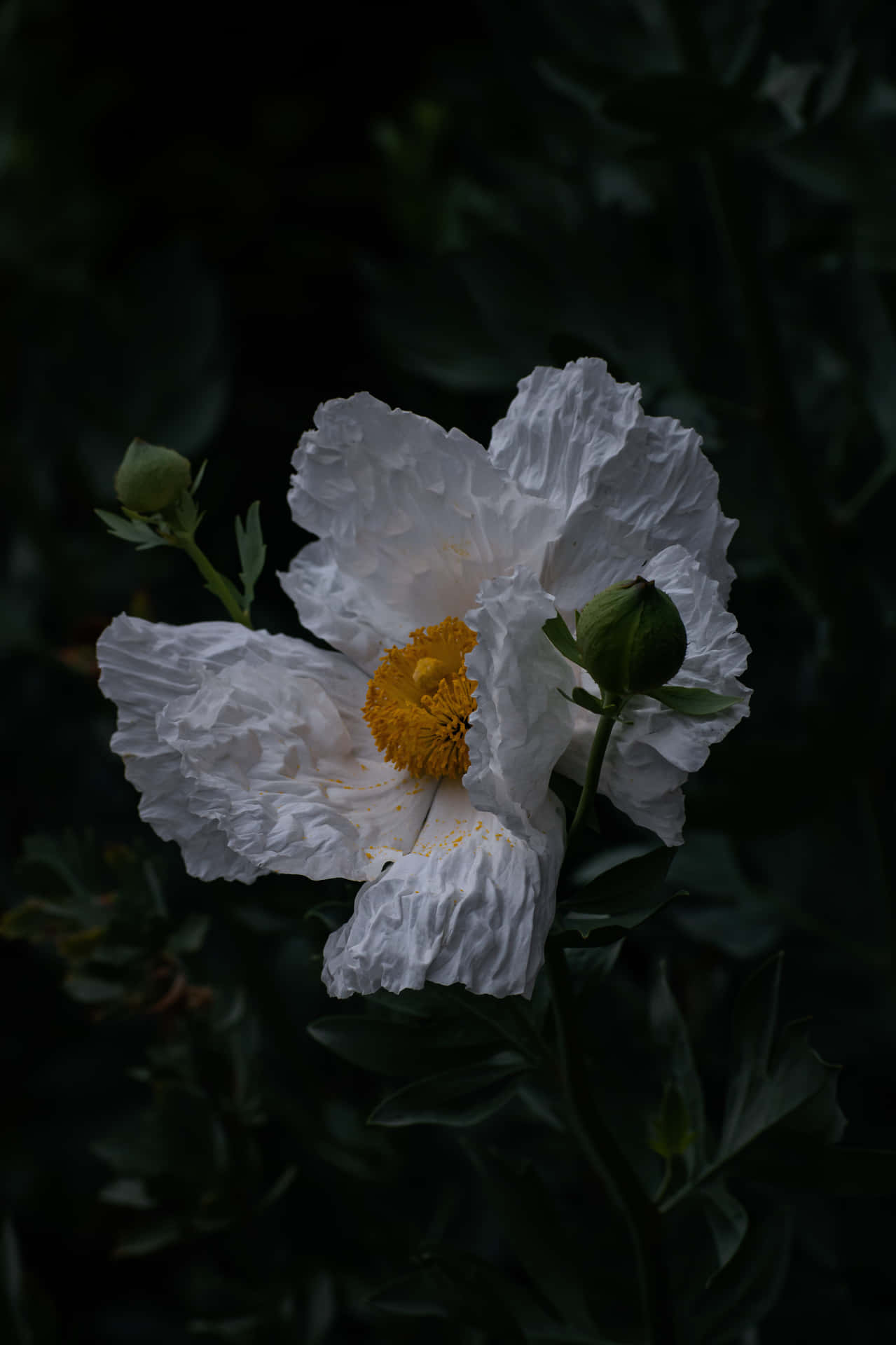 Moody Dry California Tree Poppy Background