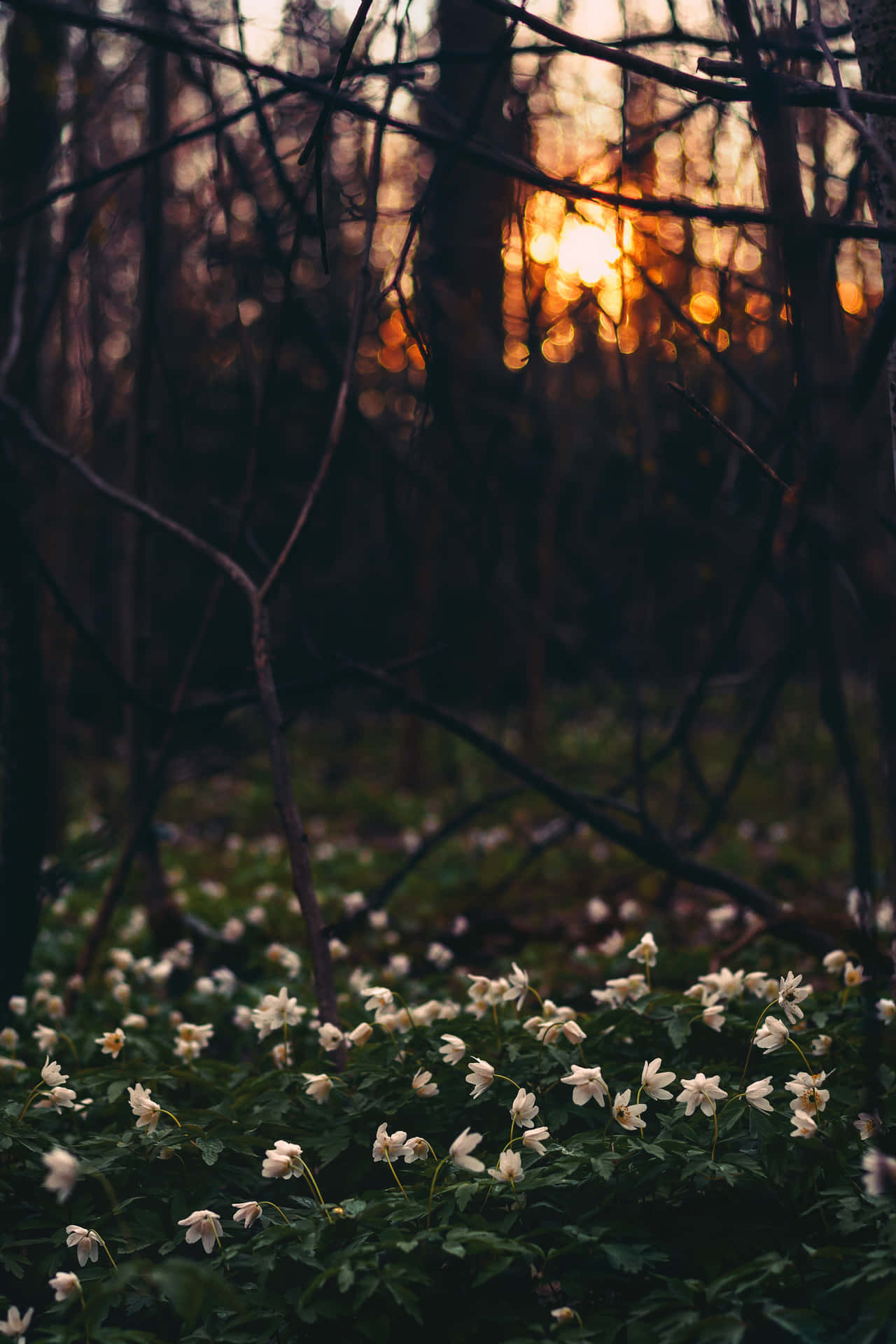 Moody Flower Field Background