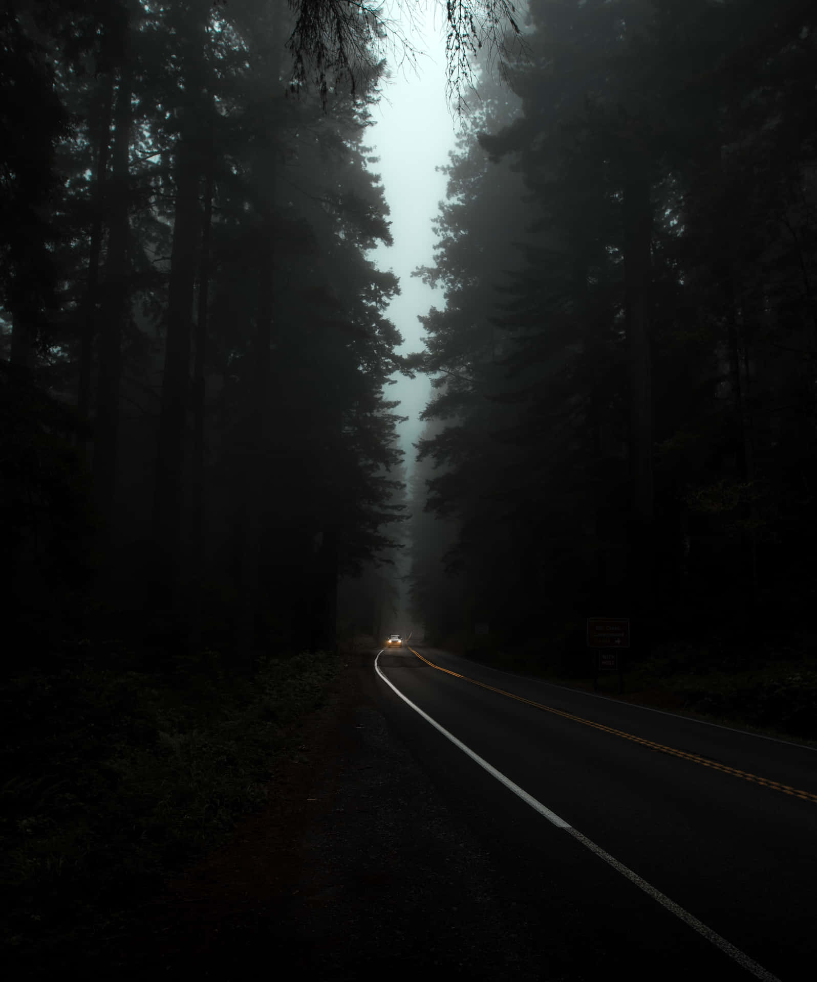 Moody Forest Hd