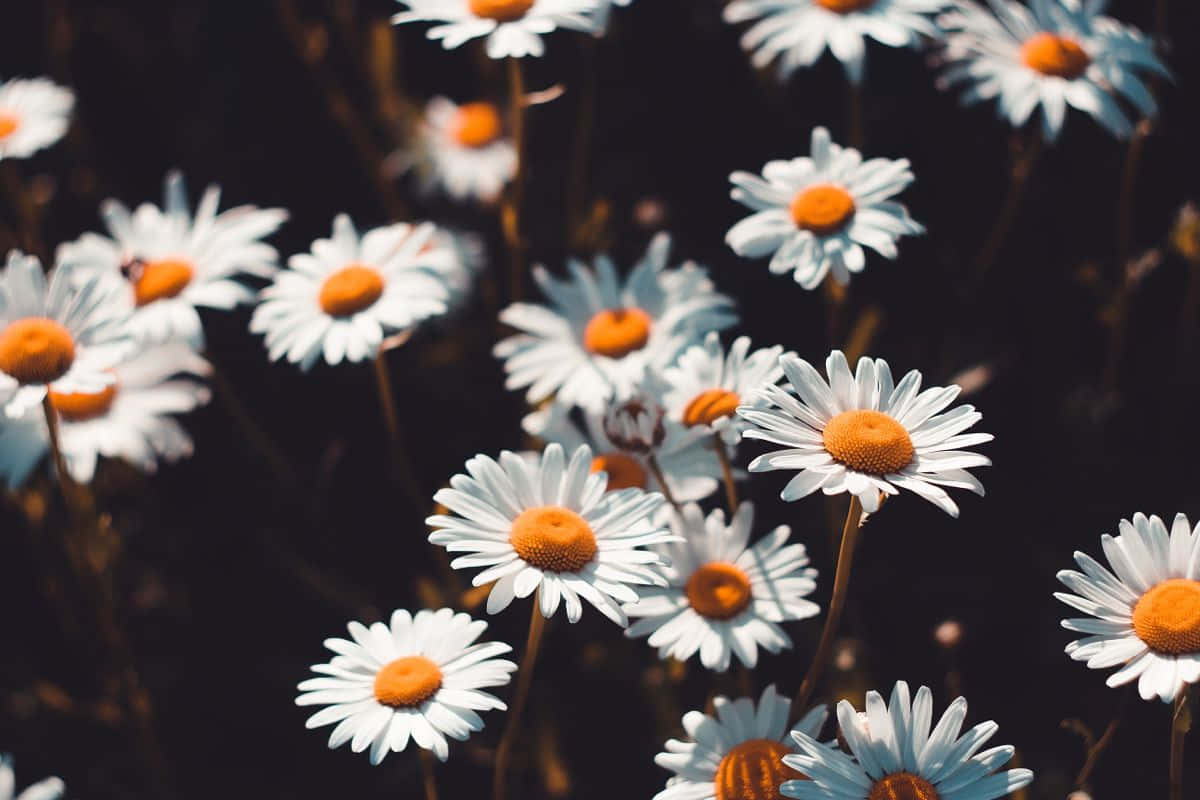 Moody Preset Daisy Aesthetic Computer Background