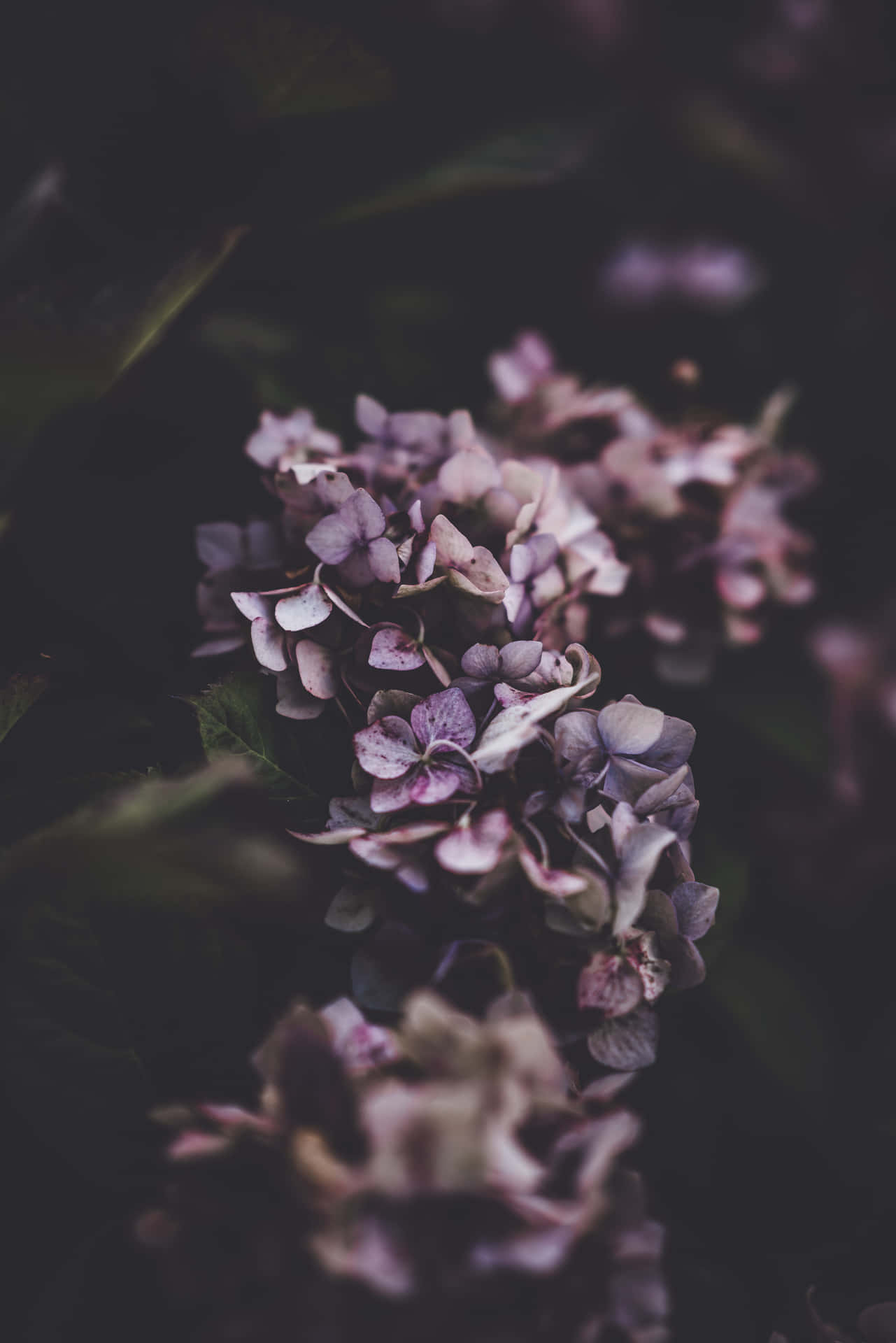 Moody Purple Flowers Background