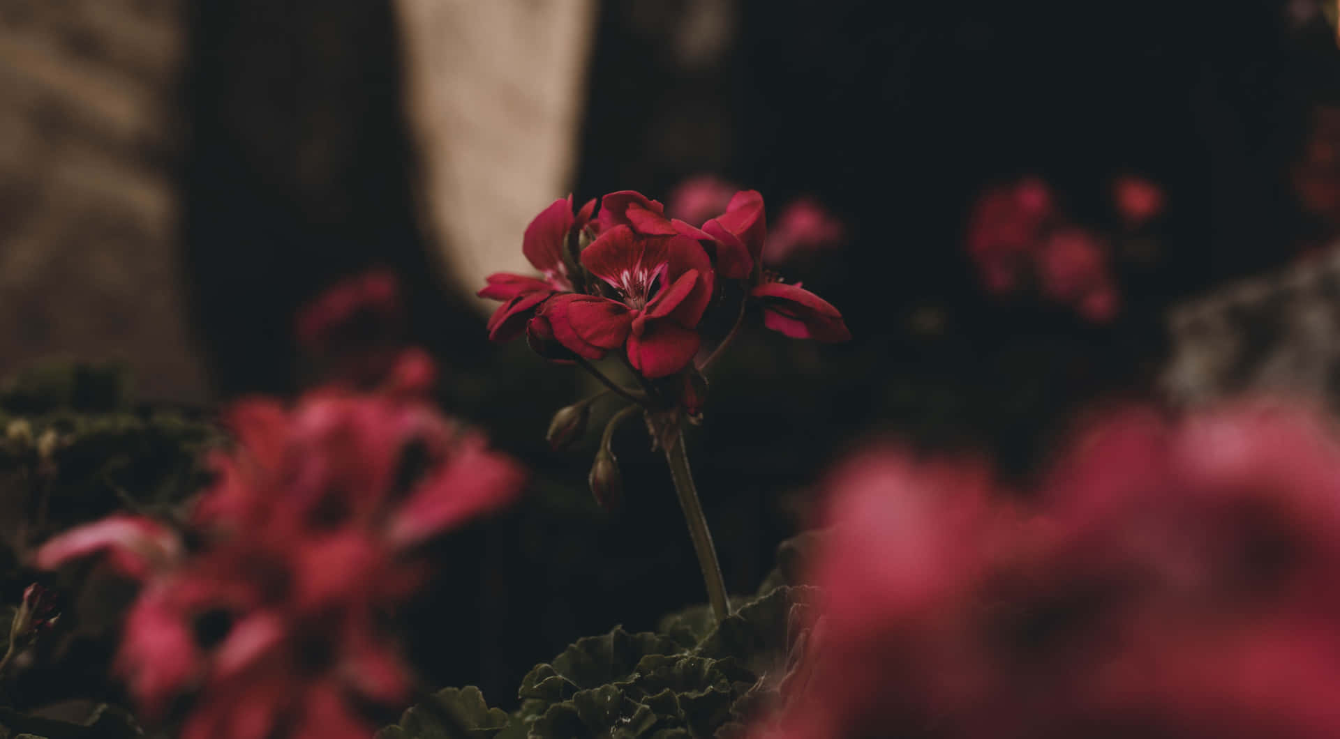 Moody Red Flower Background