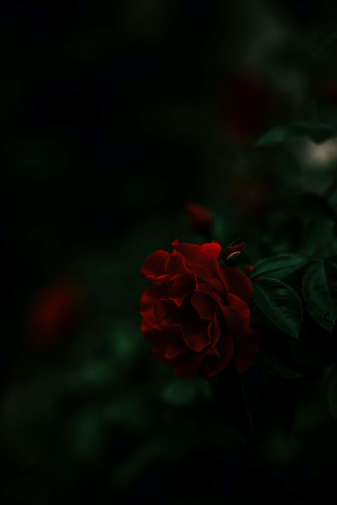 Moody Red Rose Background