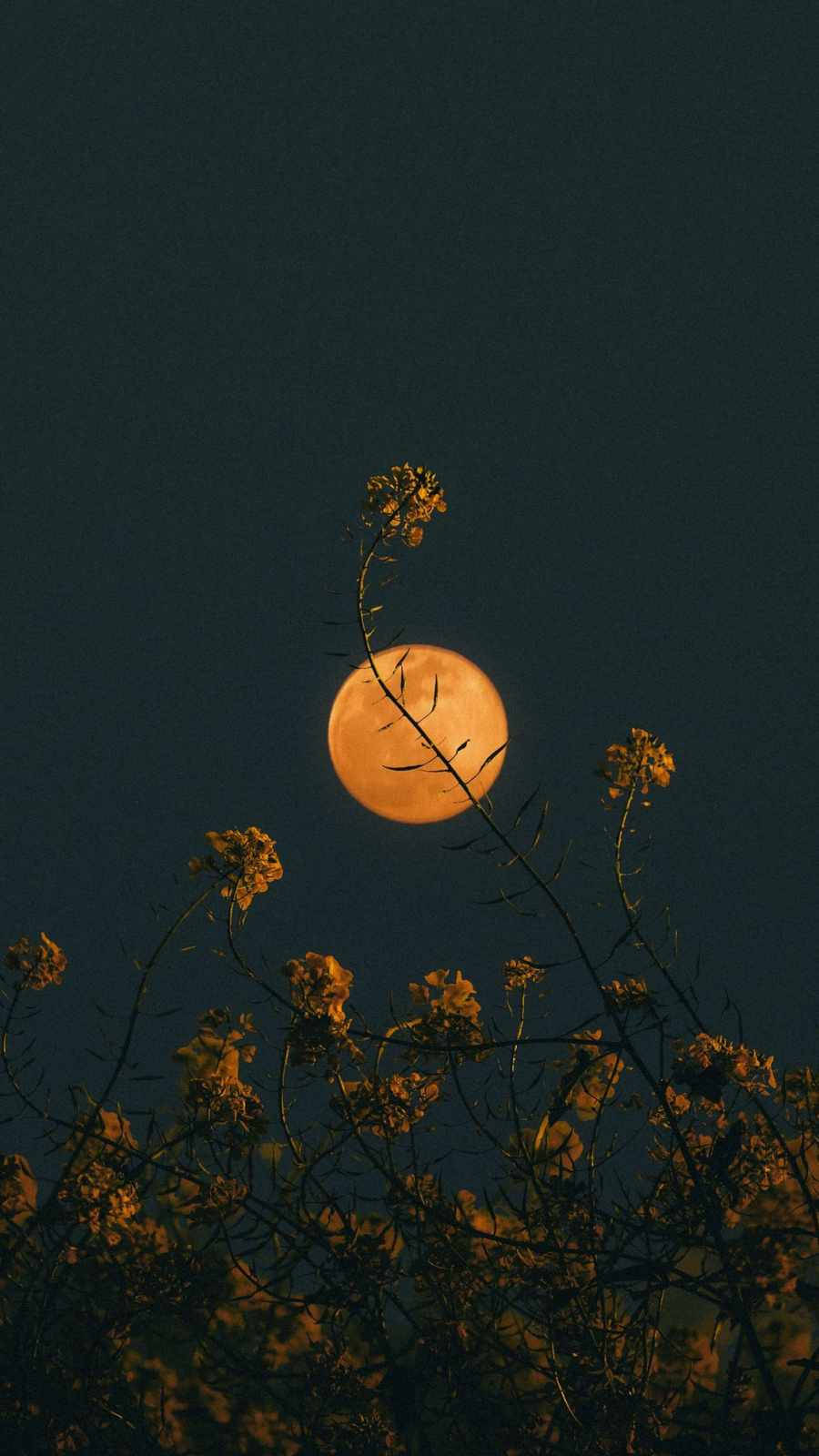 Moon Aesthetic And Flower Iphone Background