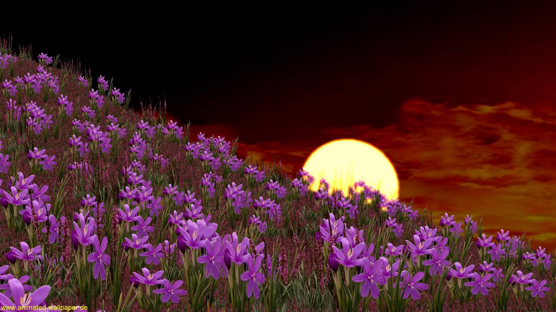 Moon And Violet Flowers Animated Desktop Background