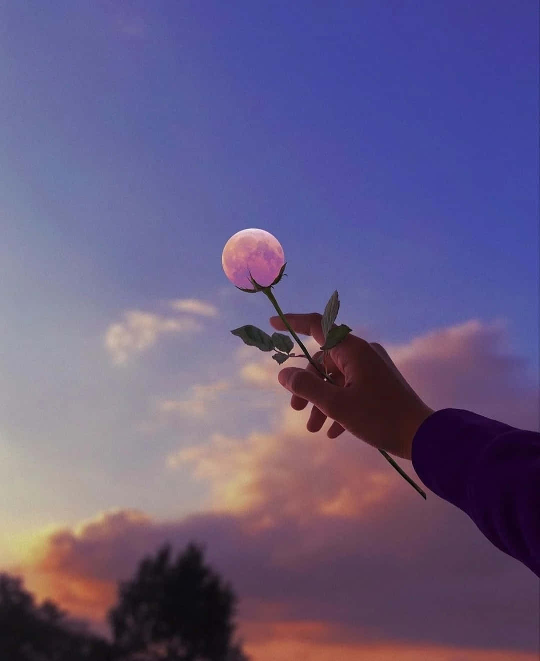 Moon Flower Pfp For Instagram Background