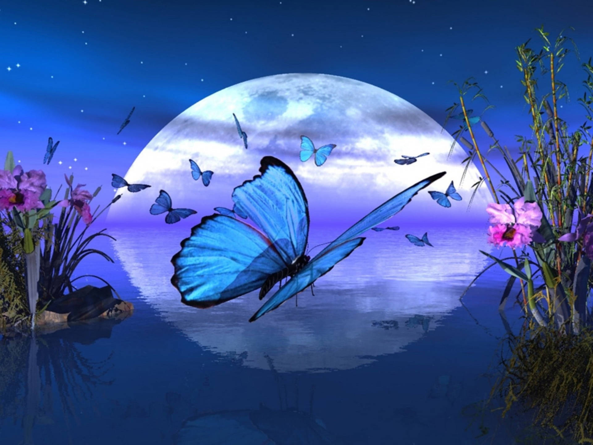 Moon Night Butterfly Background