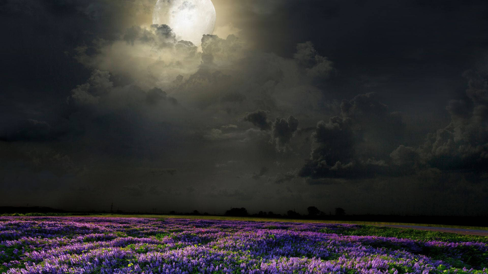 Moonlight On Flower Desktop Background