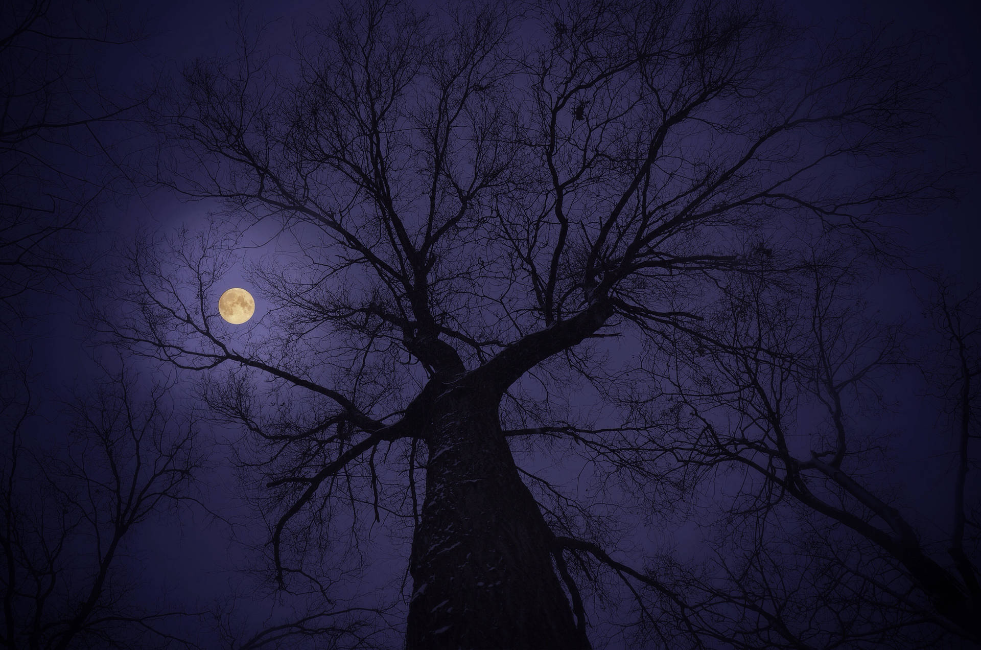 Moonlight Over The Tree Background