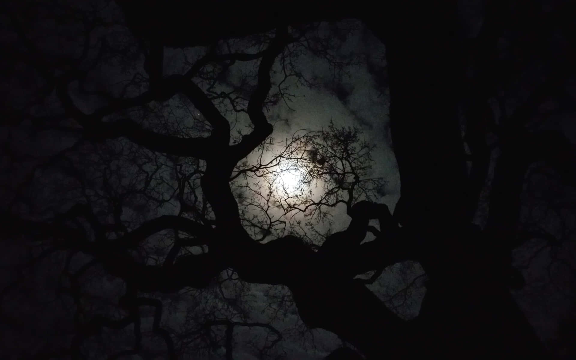 Moonlit Silhouette Trees Night Sky Background