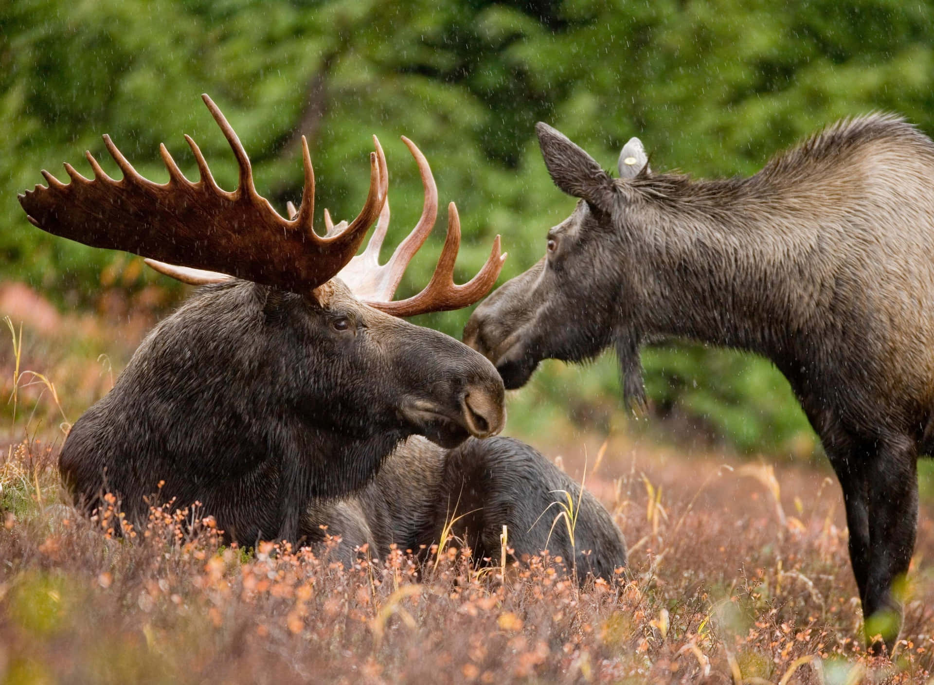 Moose Bondingin Rain Background