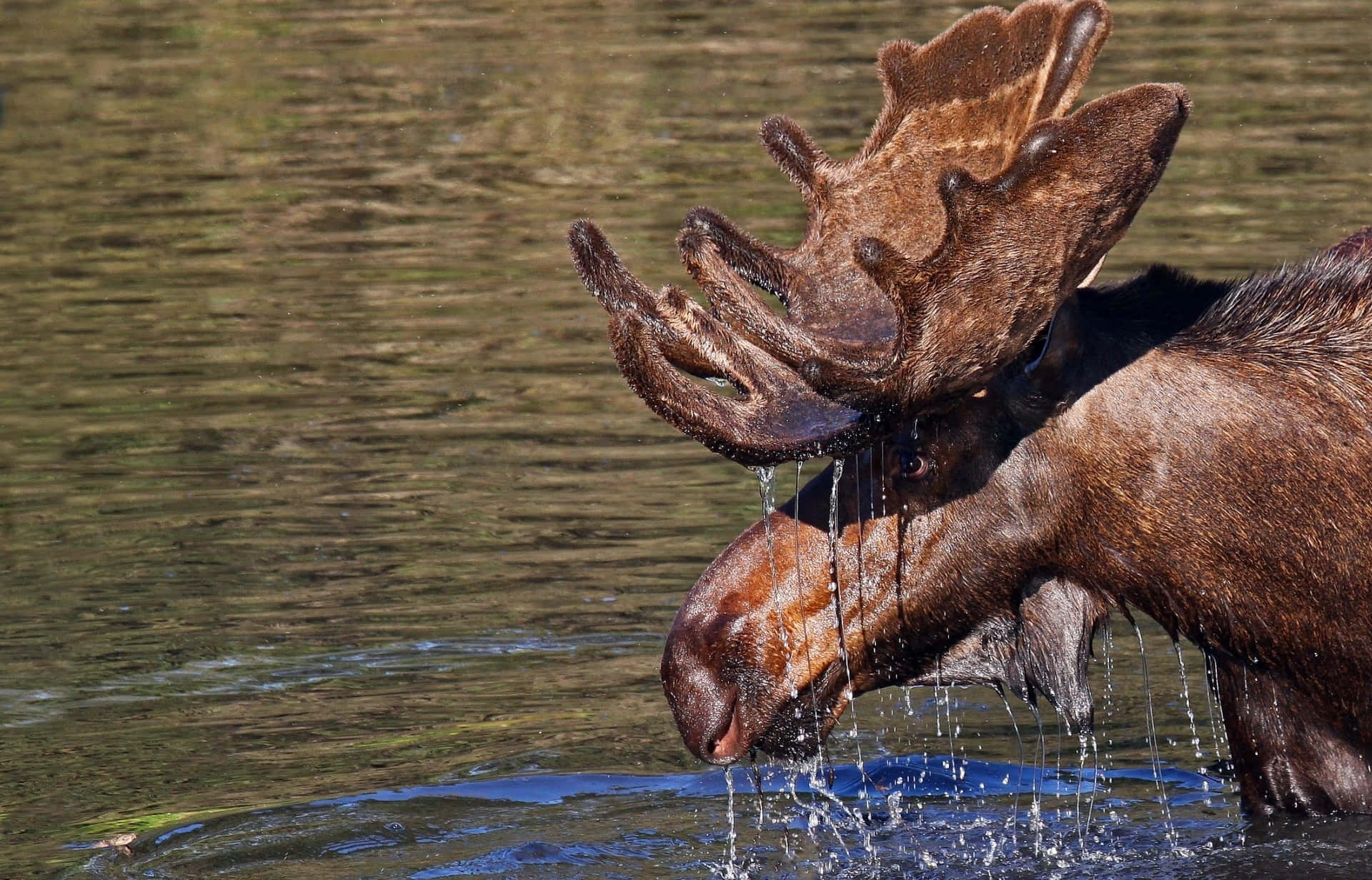 Moose Drinking Water Background