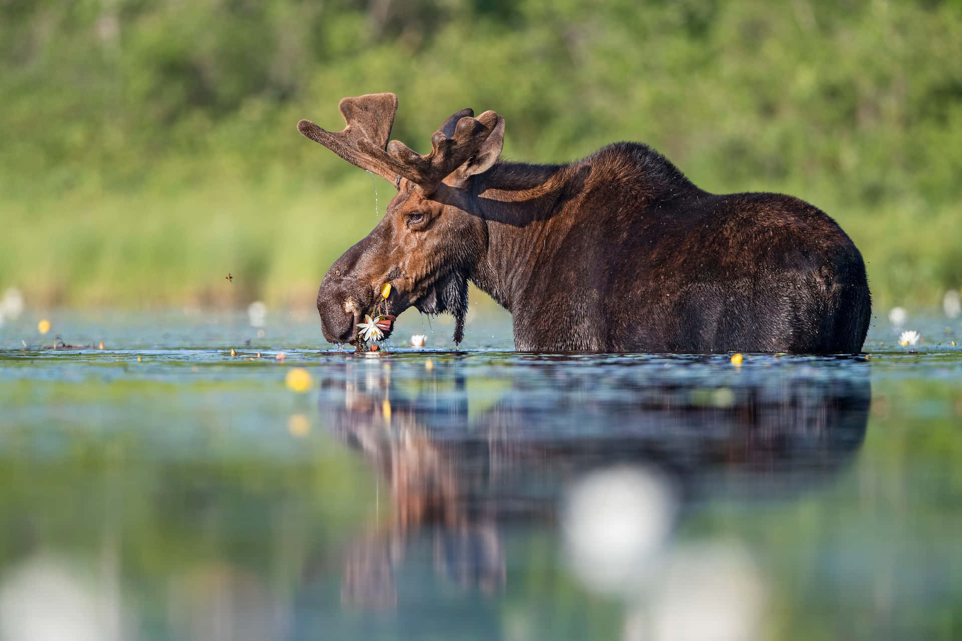 Moose Feedingin Pond Background