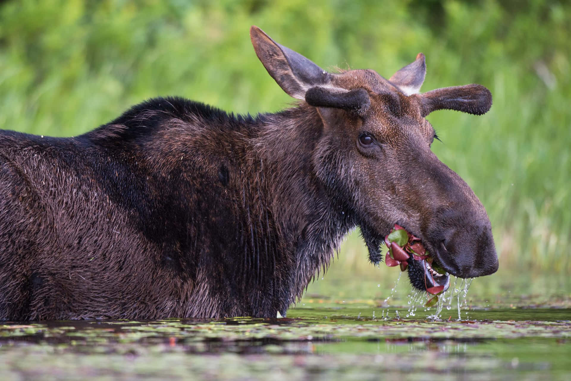 Moose Feedingin Water.jpg
