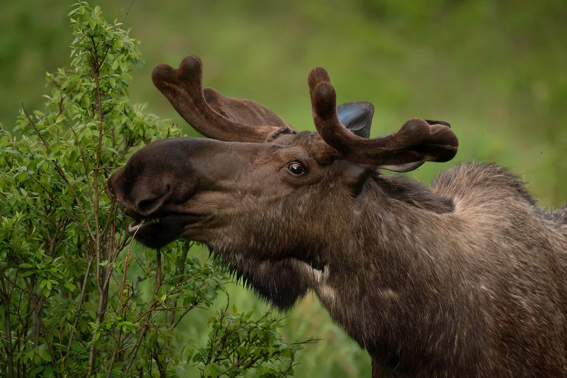 Moose Grazingin Greenery