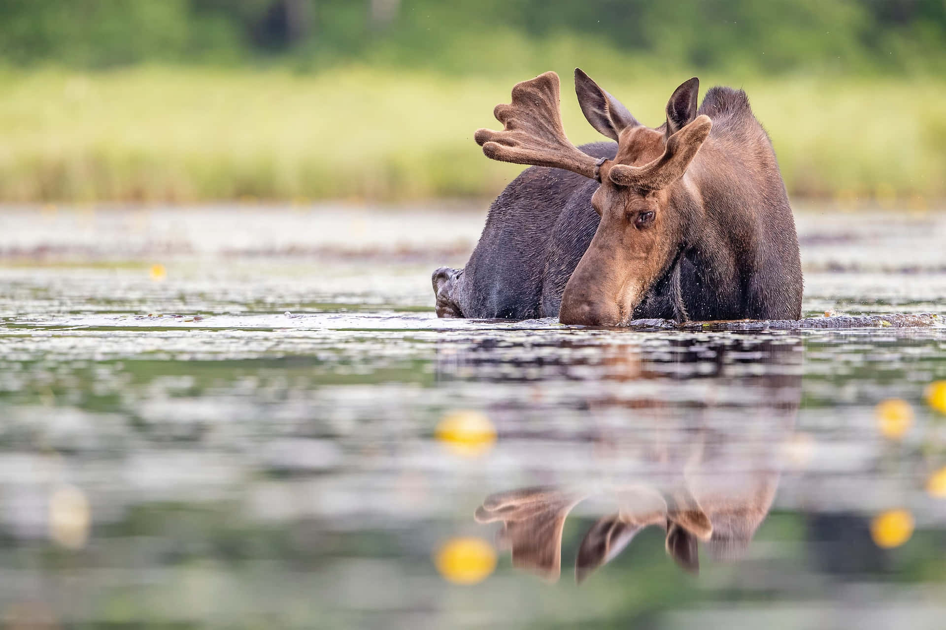 Moose Reflectionin Water Background
