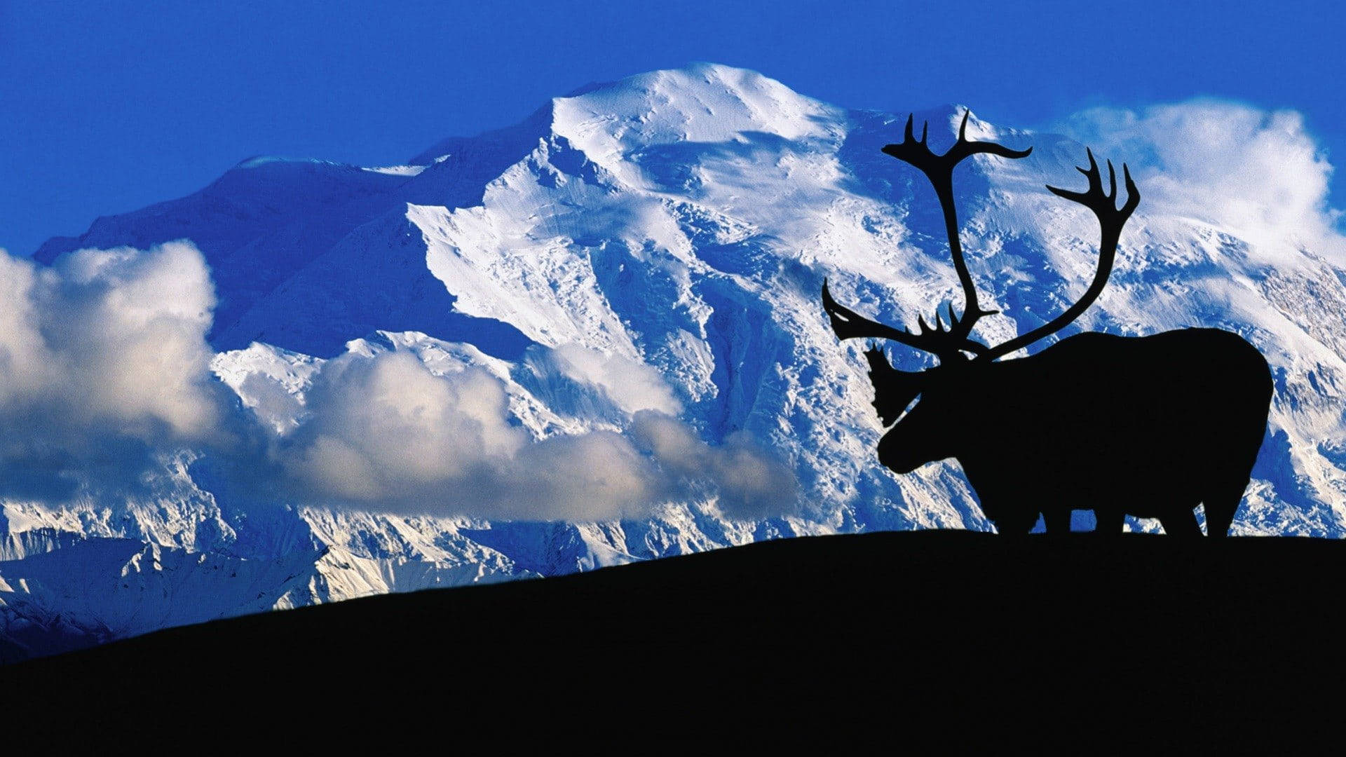 Moose Silhouette In Denali Background