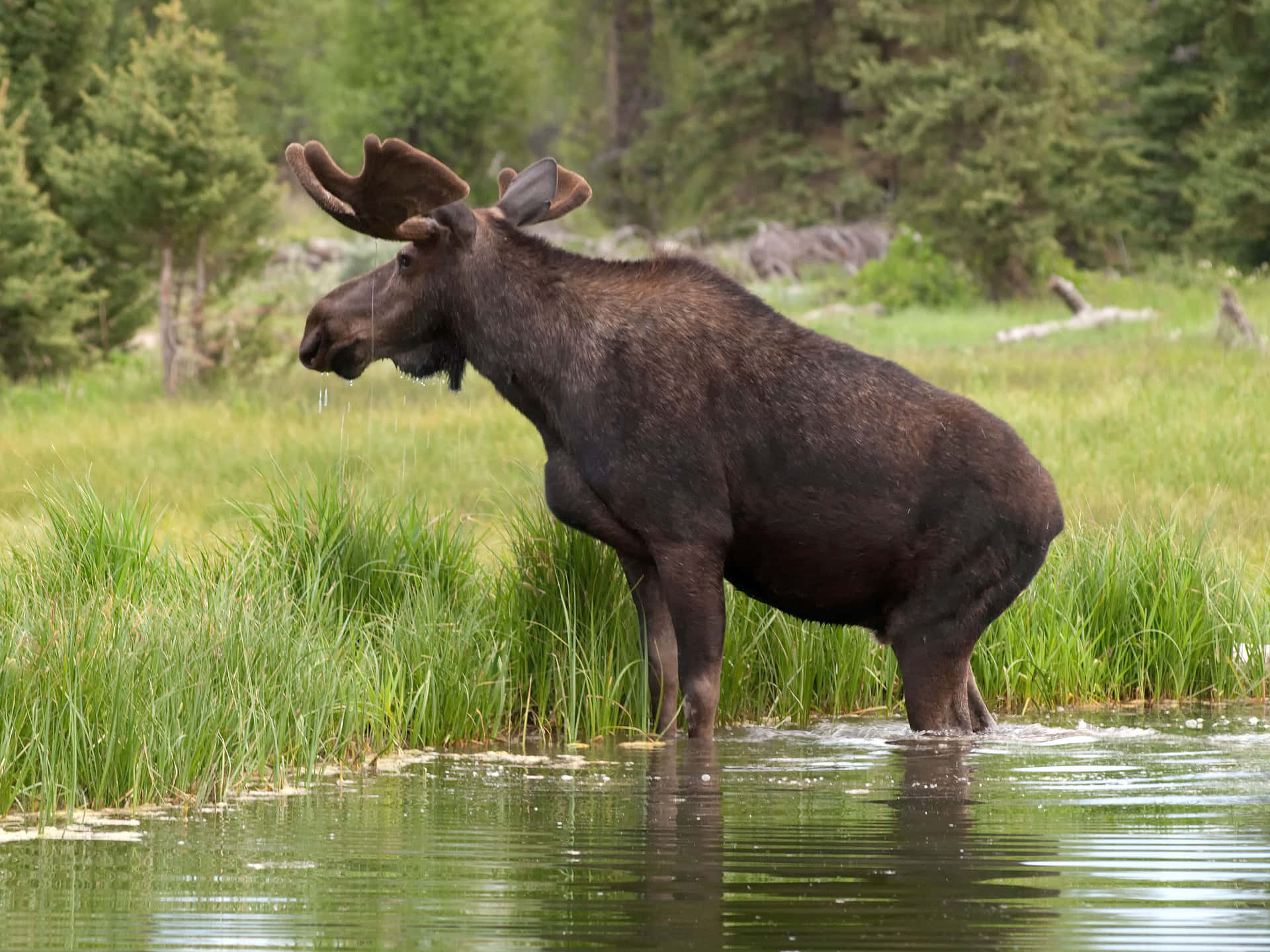Moose Standingin Water Background