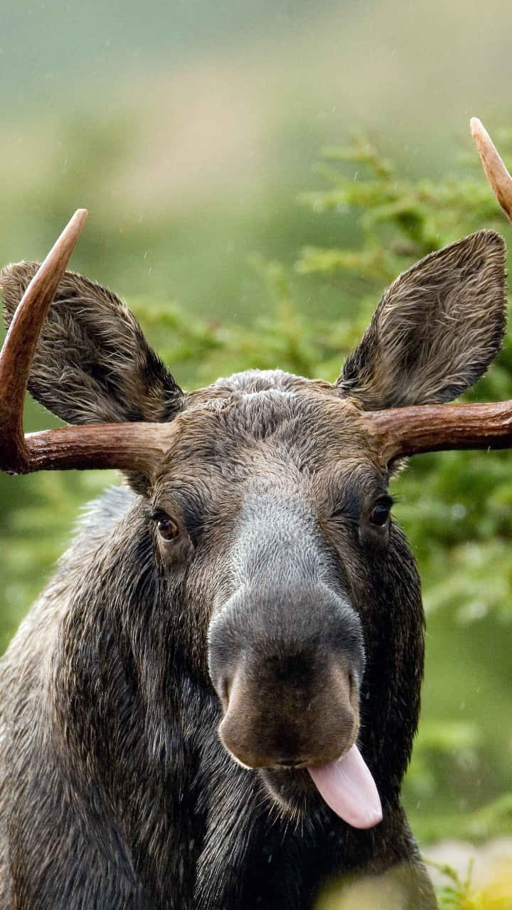 Moose Sticking Out Tongue