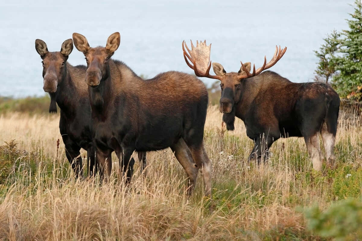 Moose_ Trio_in_ Wilderness.jpg Background