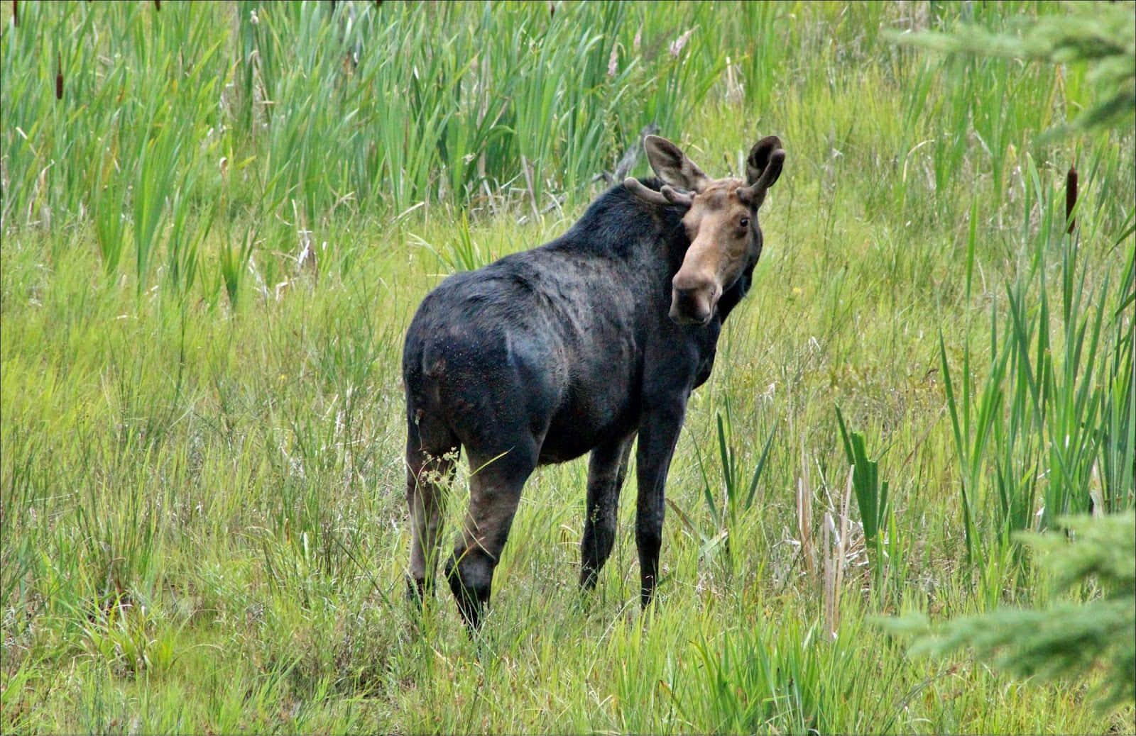 Moosein Natural Habitat.jpg Background