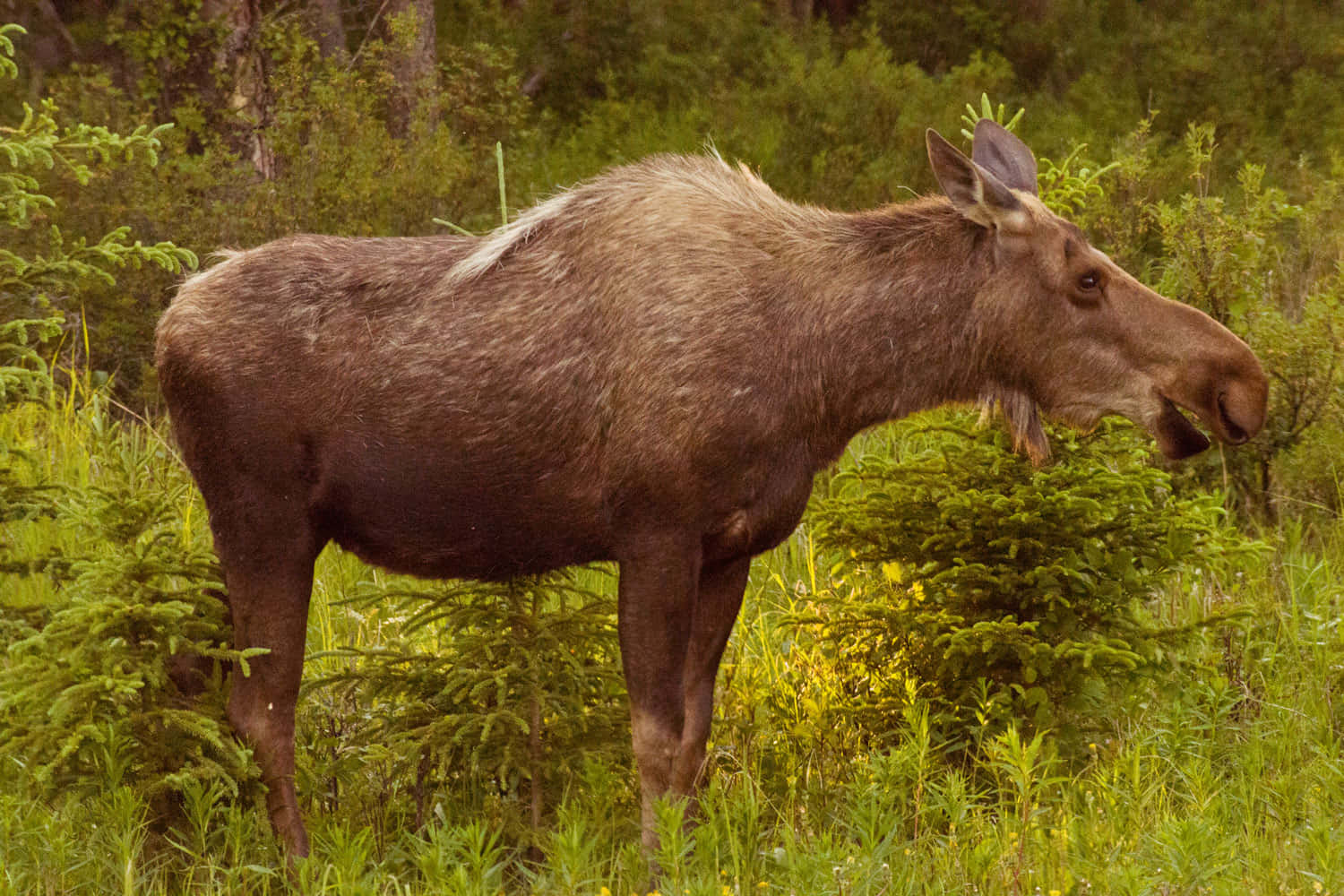 Moosein Natural Habitat Background