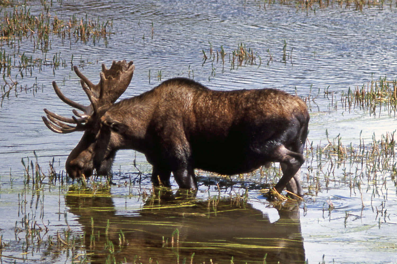 Moosein Wetland Habitat.jpg Background