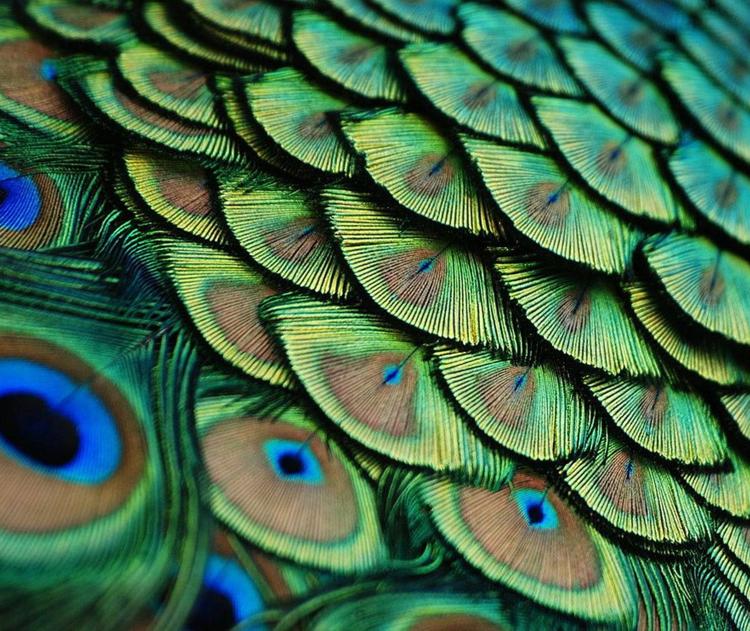 Mor Pankh Peacock Feathers