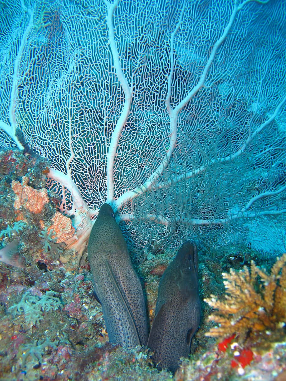 Moray Eel Amidst Coral Reef Background