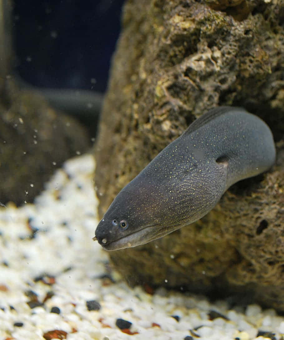 Moray Eel Aquarium Portrait